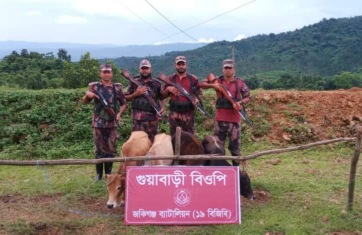 জৈন্তাপুরে বিজিবির বিশেষ অভিযানে ভারতীয় ৪টি বাছুর গরু আটক