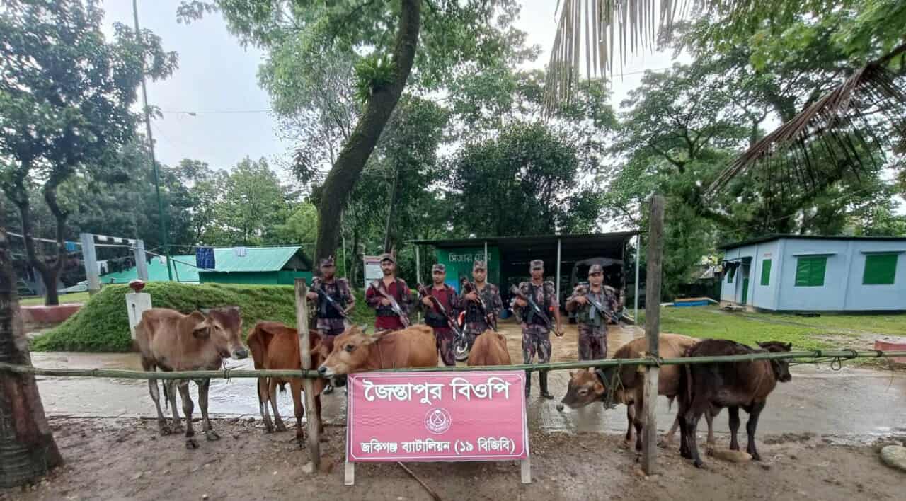 জৈন্তাপুরে বিজিবির বিশেষ অভিযানে ৬টি ভারতীয় গরু আটক