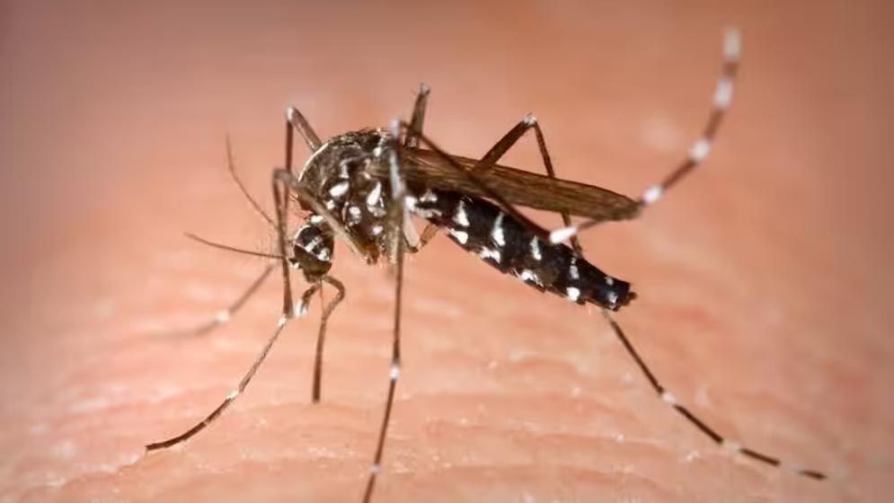 সিলেটে ৬ জনের ডেঙ্গু শনাক্ত