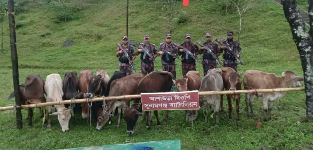 সুনামগঞ্জে বিজিবির অভিযানে ১২টি ভারতীয় গরু আটক
