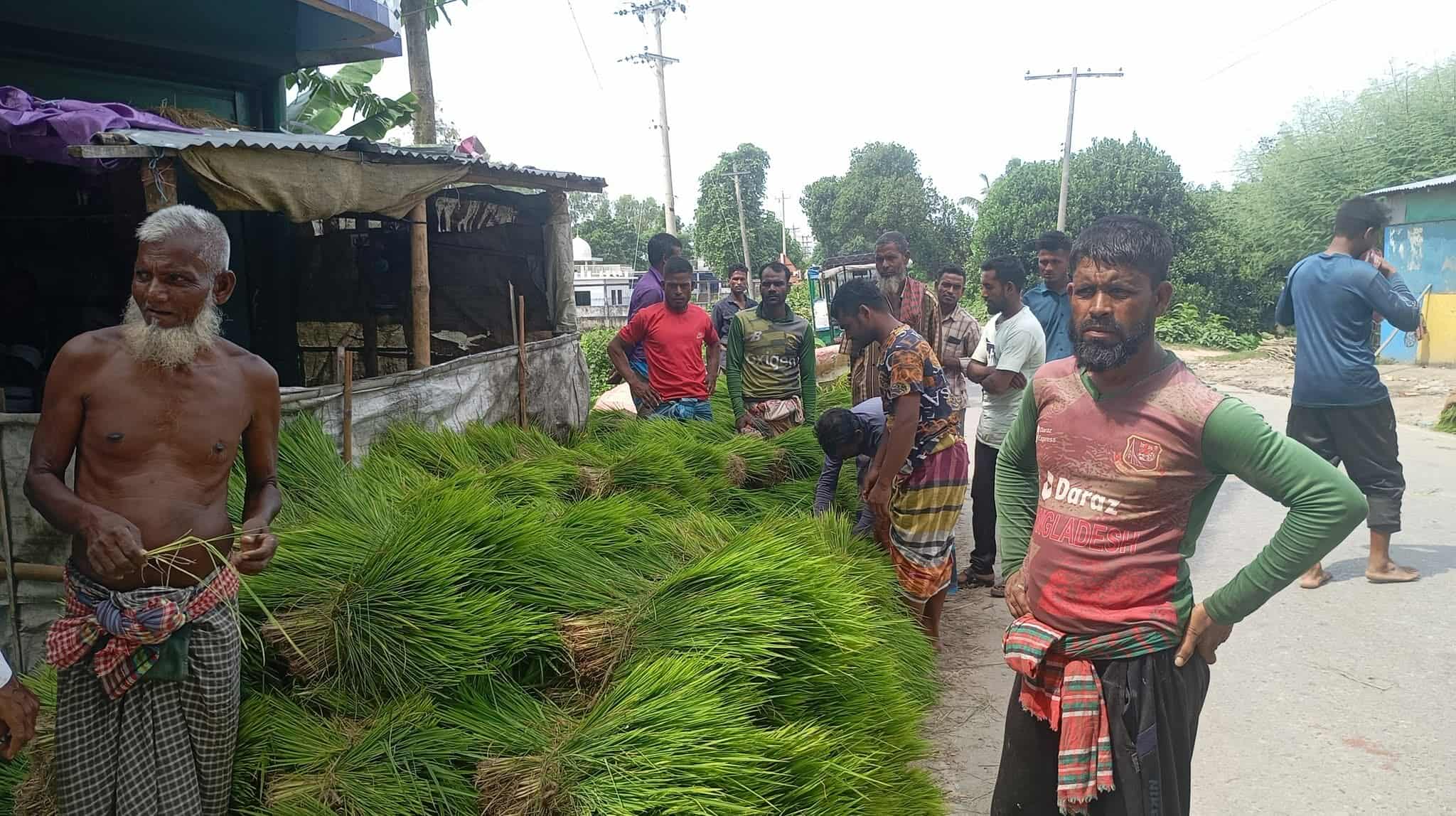 বানিয়াচংয়ে ছিলাপাঞ্জা মোড়ে ধান চারার হাট, কৃষকের ভীড়