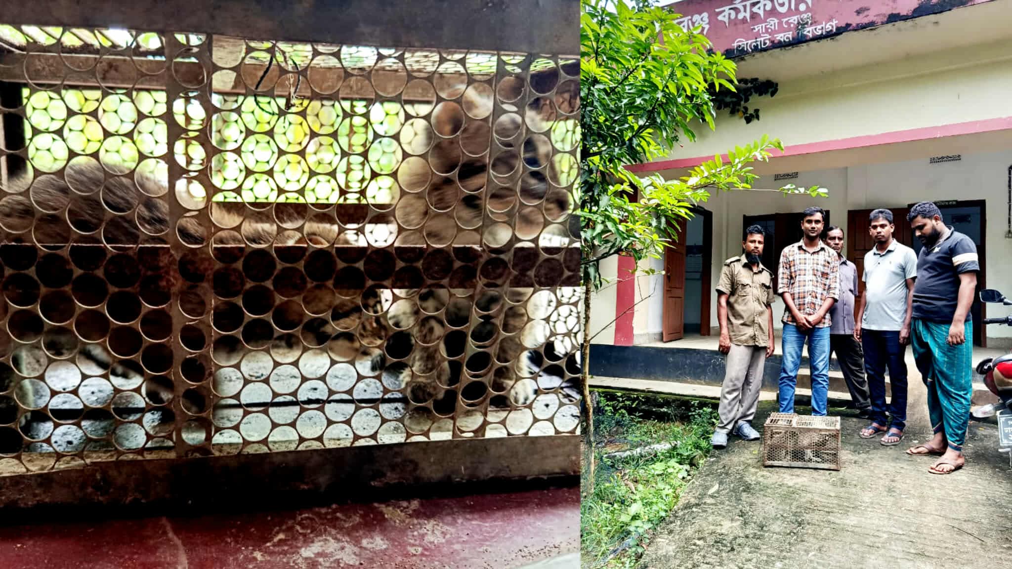 জৈন্তাপুরে আটক হওয়া দুইটি মেছো বাঘ শাবক জঙ্গলে অবমুক্ত
