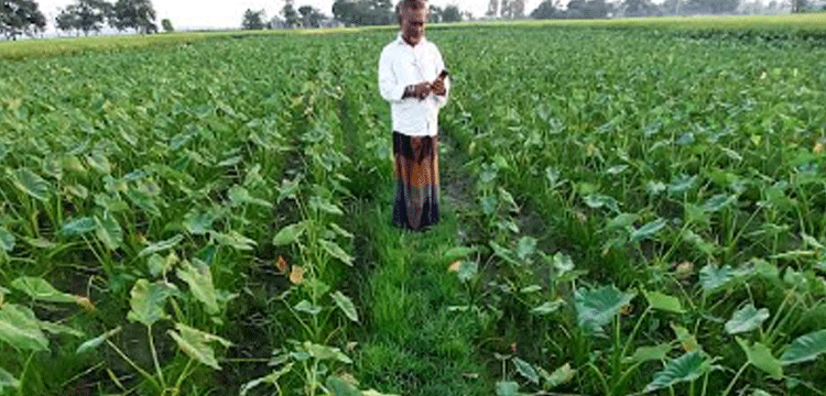 জামালগঞ্জে তরুণ কৃষকের স্বপ্ন বোনা সাফল্যের গল্প