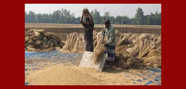 হারিয়ে যাচ্ছে নবান্ন উৎসব, গ্রামে-গঞ্জে নেই পিঠাপুলির ধুম