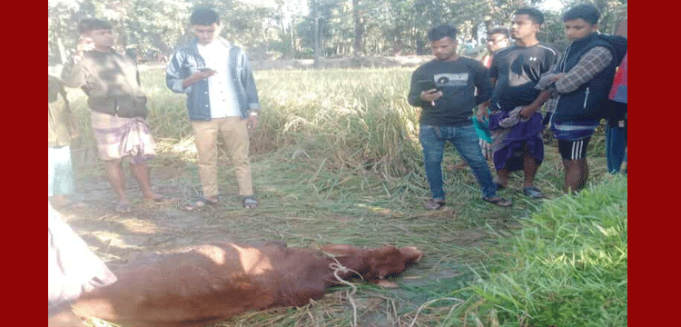 গোয়াইনঘাটে গভীর রাতে ঘরের তালা কেটে গরু চুরি