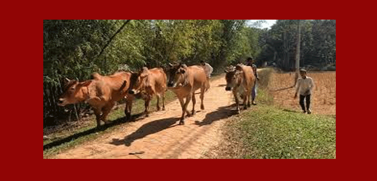 সীমান্তে বেপরোয়া গরু চোরাচালান,ক্ষতির মুখে সুনামগঞ্জের খামারিরা