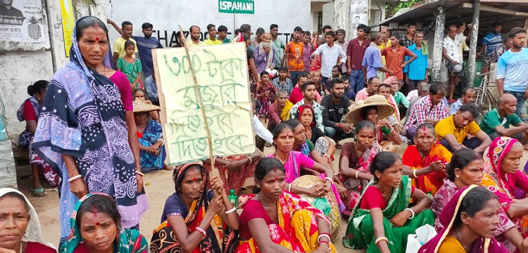 চায়ের সবুজ পাতায় মিশে আছে শ্রমিকদের নিঃশব্দ স্বপ্ন