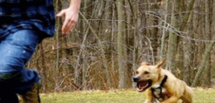 হবিগঞ্জে পাগলা কুকুরের কামড়ে নারী-শিশুসহ আহত ২০