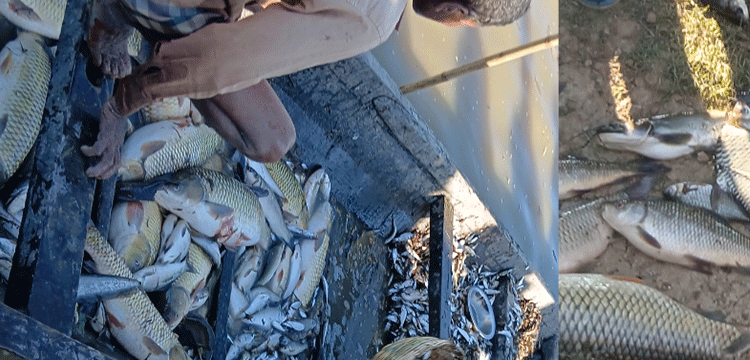 হাকালুকিতে হাওরখাল বিলে লুট বন্ধে কমিটি গঠন