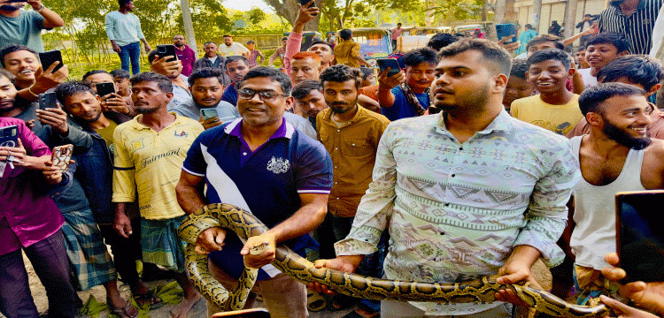 শ্রীমঙ্গলে ১৩ ফুট লম্বা ওজনের অজগর উদ্ধার
