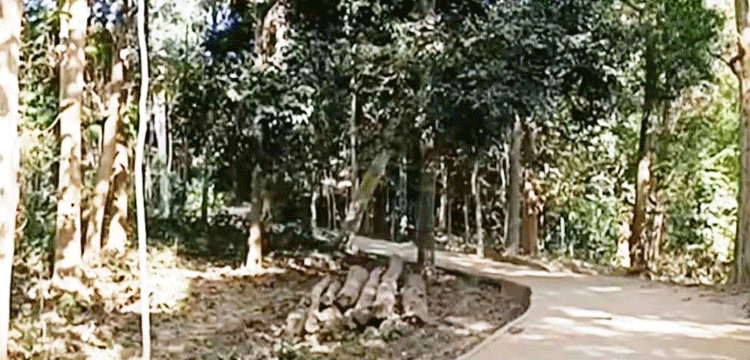 চুনারুঘাটে রাজনৈতিক ছত্রছায়ায় বেপরোয়া বনদস্যুরা