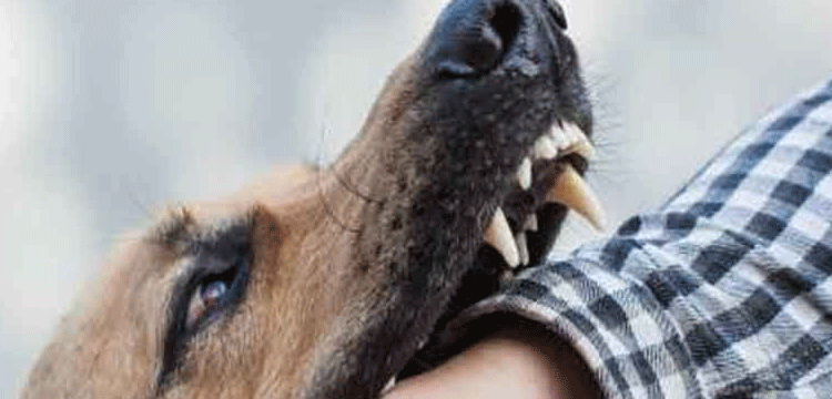 নবীগঞ্জে কুকুরের কামড়ে পাঁচ শিশু আহত