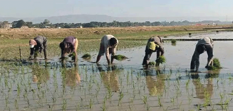 তাহিরপুরে শ্রমিক সংকট, বোরো আবাদ নিয়ে দুশ্চিন্তায় কৃষক
