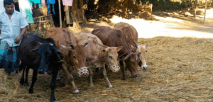 হারিয়ে যাচ্ছে গরু দিয়ে ধান মাড়াইয়ের সেই চেনা দৃশ্য