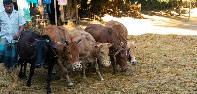 হারিয়ে যাচ্ছে গরু দিয়ে ধান মাড়াইয়ের সেই চেনা দৃশ্য