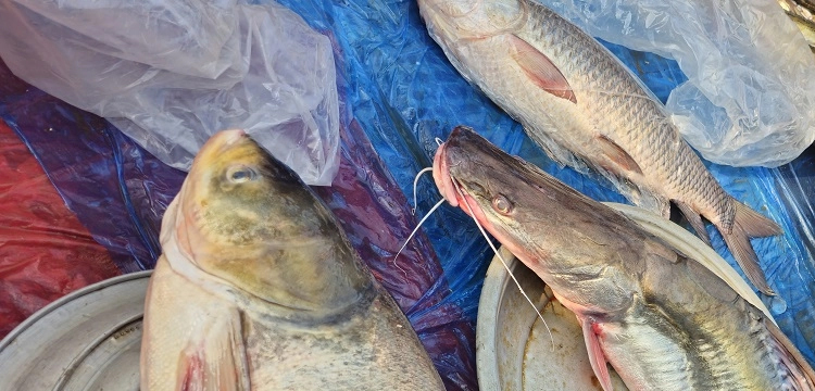 হবিগঞ্জে পইলের দুইশ’ বছরের ঐতিহ্যবাহী মাছের মেলা বুধবার