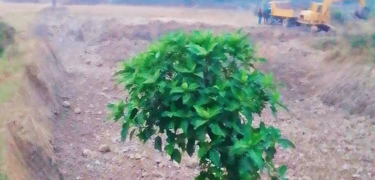 কুলাউড়ায় ফসলি জমি থেকে জোরপূর্বক মাটি কাটার অভিযোগ