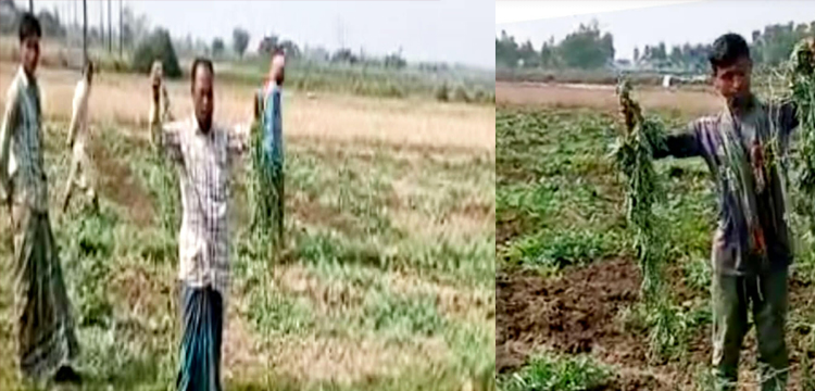 জৈন্তাপুরের শত্রুতার বলি তরমুজ ক্ষেত,থানায় অভিযোগ