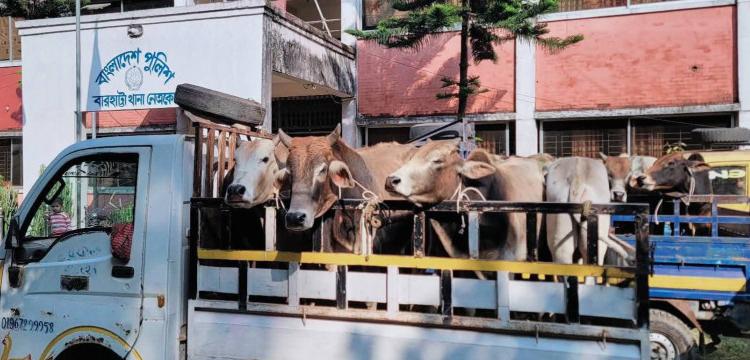 সুনামগঞ্জ সীমান্ত দিয়ে আসা ভারতীয় ৩২ গরু বারহাট্টা থানায় আটক