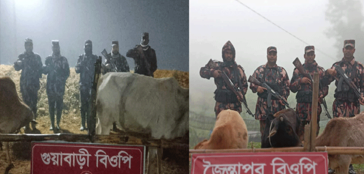 জৈন্তাপুর–কানাইঘাট সীমান্তে ভারতীয় গরুসহ অবৈধ মালামাল আটক