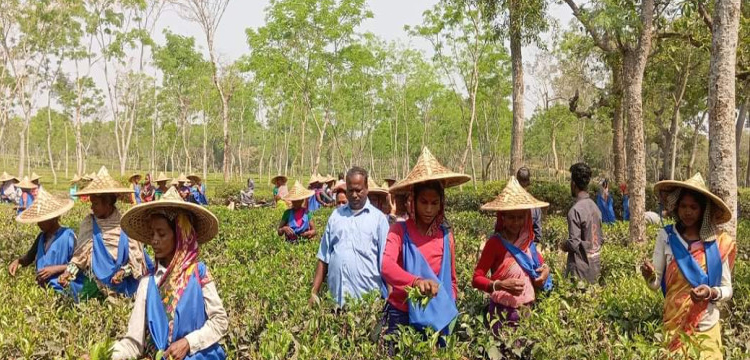হবিগঞ্জ–৪ আসনে ধানের শীষের দিকে ঝুঁকছে চা শ্রমিকরা