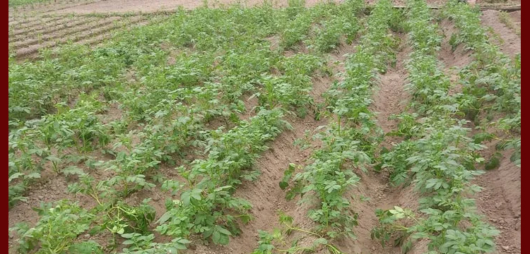 প্রচণ্ড ঠান্ডায় রবি শস্যে ক্ষতির শঙ্কা, দুশ্চিন্তায় মৌলভীবাজারের চাষিরা