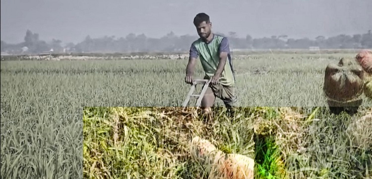 টাঙ্গুয়ার হাওরে পর্যটকদের অসচেতনতা, দুর্ভোগে তাহিরপুরের কৃষকেরা