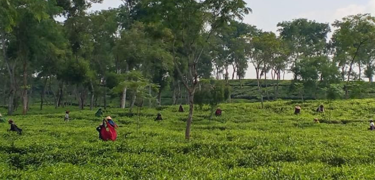 হবিগঞ্জ-৪ আসন: চা শ্রমিকদের ভরসা ধানের শীষে