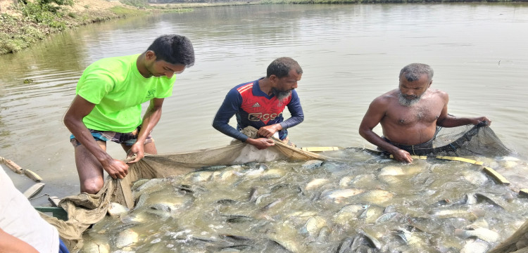 দোয়ারাবাজারে ন্যায্য দাম না পেয়ে হতাশ মৎস্যচাষীরা