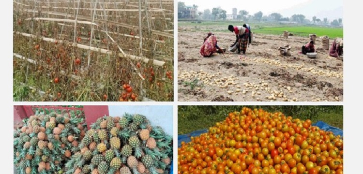 মৌলভীবাজারে হিমাগার না থাকায় নষ্ট হচ্ছে বিপুল খাদ্যশস্য