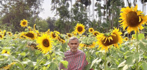 মৌলভীবাজার–এ সূর্যমুখী চাষে স্বাবলম্বী হচ্ছেন কৃষকরা