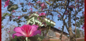 রাজনগরে নজর কাড়ছে রক্তকাঞ্চন