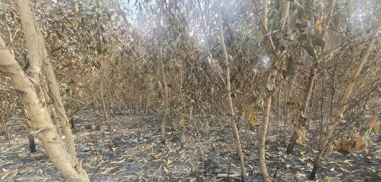 হবিগঞ্জে মানুষের শত্রুতায় ২৫ হাজার গাছের বাগানে আগুন
