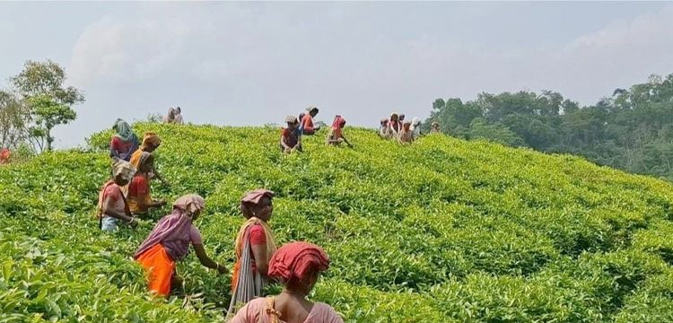 বড়লেখায় ৯৪ চা শ্রমিক-কমর্চারির বিরুদ্ধে ফৌজদারি মামলা; প্রতিবাদ-নিন্দা